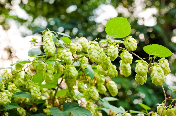 Hops branch — Stock Photo, Image