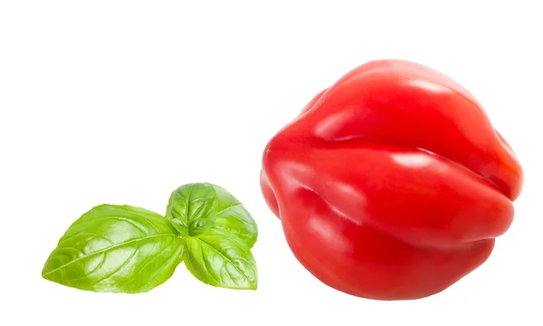 Basil and tomatoe — Stock Photo, Image
