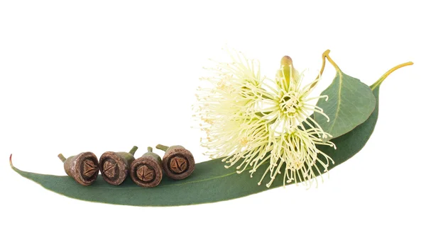 Eucalyptus — Stock Photo, Image