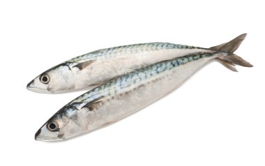 Mackerels