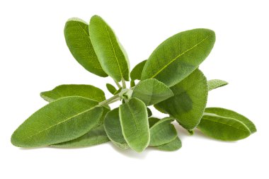 adaçayı yaprağı