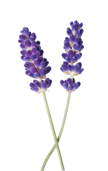 Lavendel bloem — Stockfoto