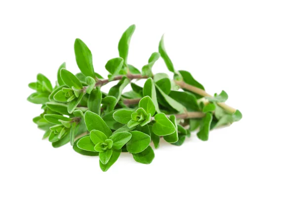 Marjoram.
