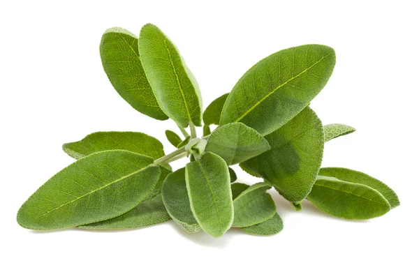 Sage leaves — Stock Photo, Image