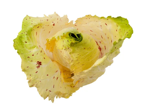 Radicchio variegato di castelfranco — Stockfoto