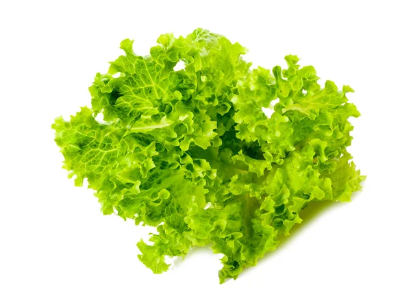 Salad frisee — Stock Photo, Image