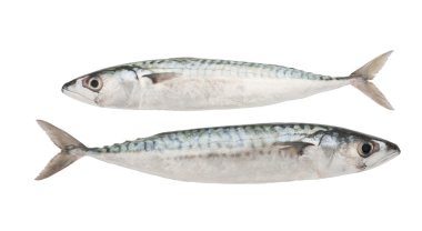Mackerels