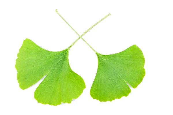 Ginkgo biloba yaprakları — Stok fotoğraf