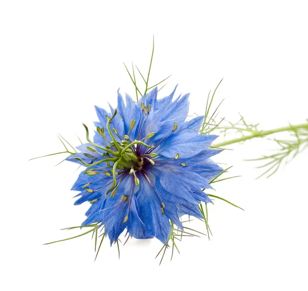 Nigella — Stockfoto