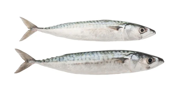 Mackerels — Stock Photo, Image