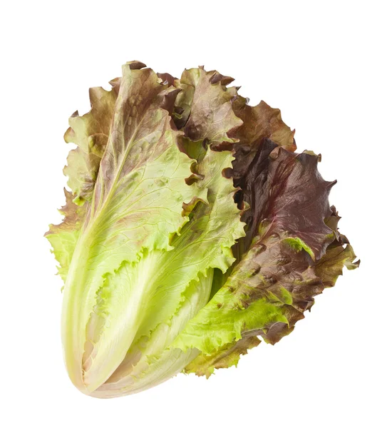 Red lettuce — Stock Photo, Image