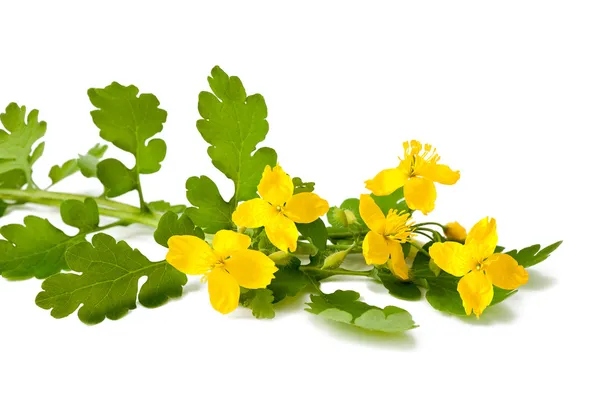 Meer celandine — Stockfoto