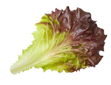 Lettuce leaf clipart
