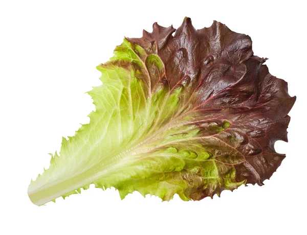 Lettuce leaf — Stock Photo, Image