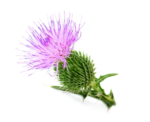 Thistle — Stock Photo, Image