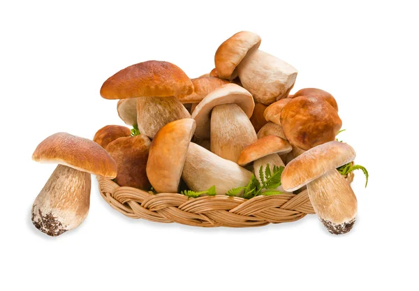 Boletus edulis — Foto de Stock