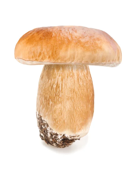 Pilz — Stockfoto