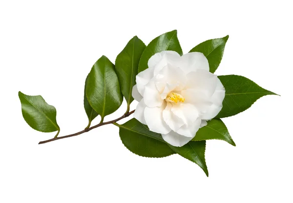 Camelia — Foto de Stock