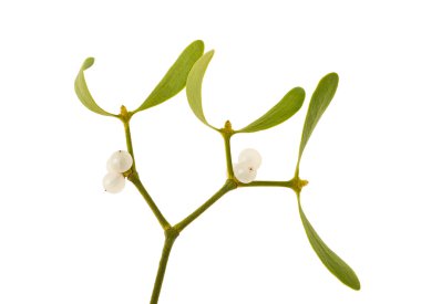 ökseotu