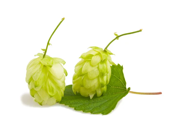 Hopfen — Stockfoto