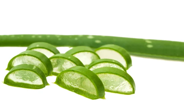 Aloe vera — Stock Photo, Image