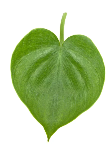 Philodendron — Stock Photo, Image