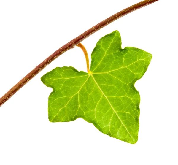 Ivy leaf — Stock Photo, Image