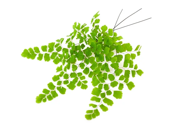 Maidenhair branch — Stock Photo, Image