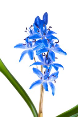 Sibirya squill
