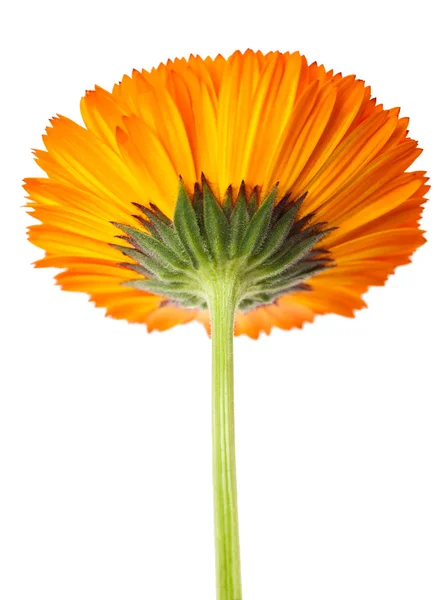 Corolla di calendula — Foto Stock