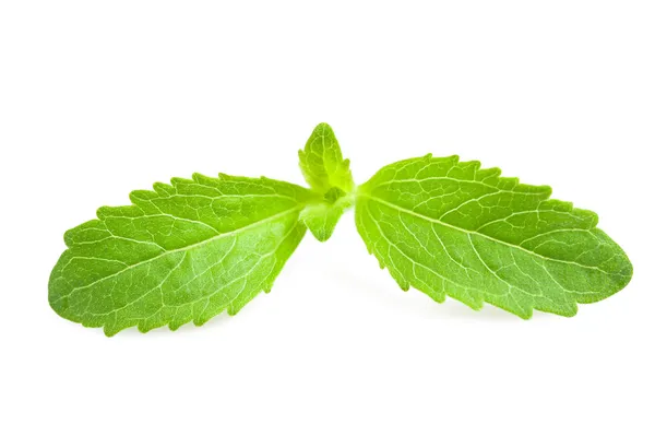 Stevia rebaudiana — Stockfoto