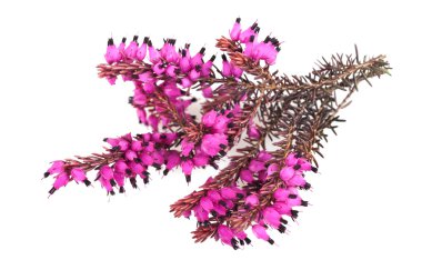 Mor Heather