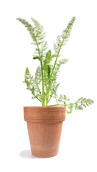 Wilder Fenchel — Stockfoto