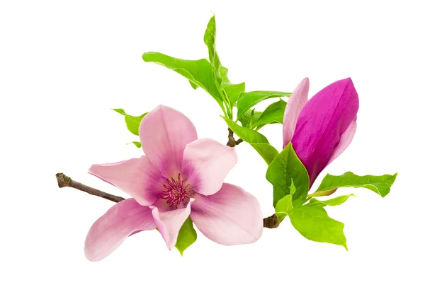 Magnolia — Stock Photo, Image