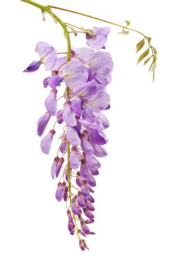 wisteria clipart