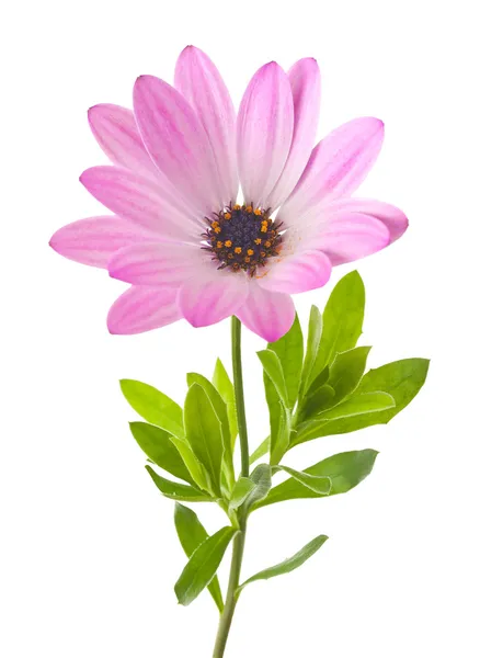 Daisy — Stock Photo, Image