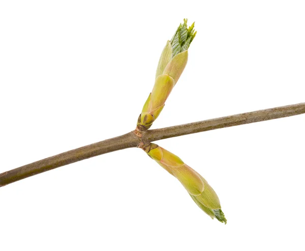 Bud maple — Stock Photo, Image