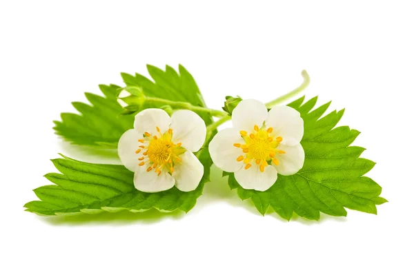 Strawberry flowers — Stock Photo, Image