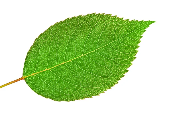 Rose leaf — Stock Photo, Image