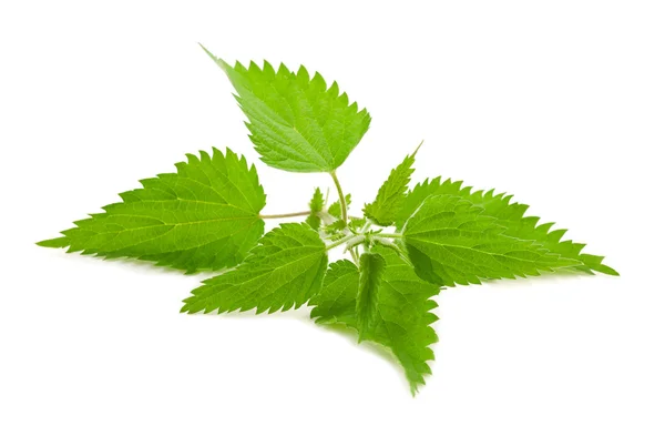 Stinging nettle — Stock Photo, Image