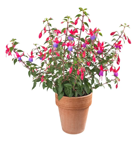 Planta Fuchsia — Fotografia de Stock