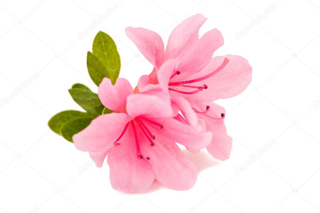 azalea bloem azalea bloem