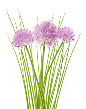 Frenk soğanı çiçekler