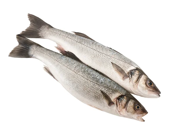 Sea bass — Stock Photo, Image