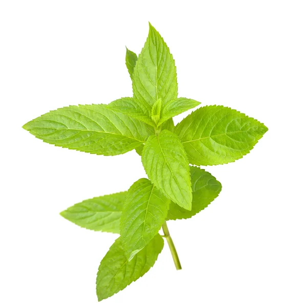 Mint sprig — Stock Photo, Image