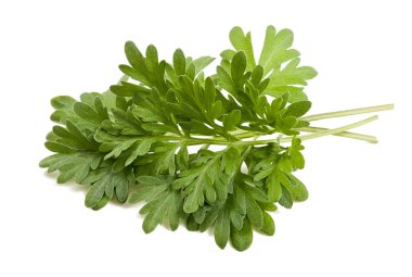 Artemisia arborescens