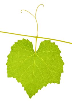 Sarmaşık Yaprağı