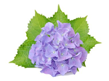Ortanca