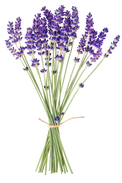 Flores de lavanda — Fotografia de Stock