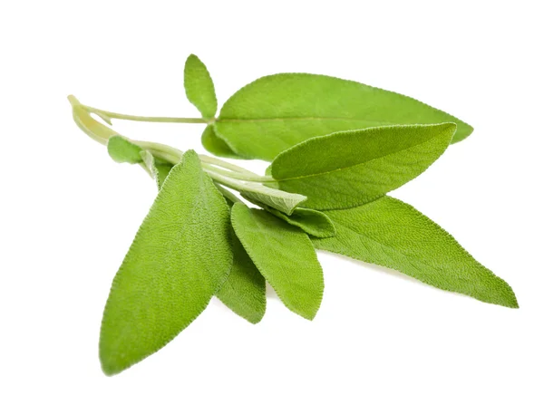 Salvia ramoscello — Foto Stock